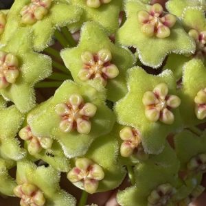 Hoya sp. UT-036 West Timor (4" pot)