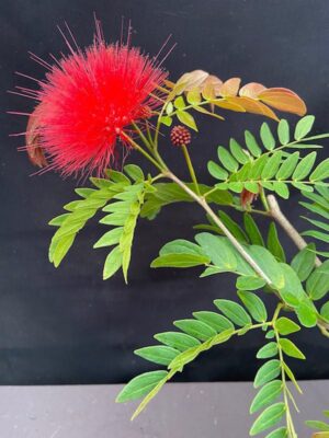 Calliandra haematocephala - Red Powder Puff (4" pot) - Image 8