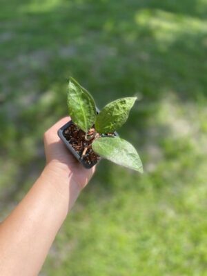 Hoya 'Tequila Sunrise' MB-1280-H (2.5" pot) - Image 3