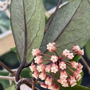 Hoya ‘Gothic Goddess’ GN-09 (3" pot)