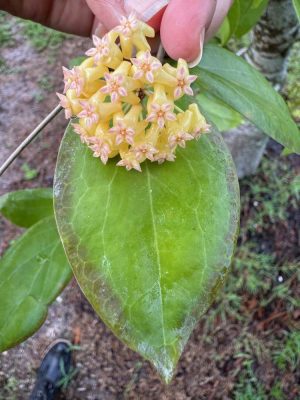 Hoya 'Swiffer's Dream' (3" pot) - Image 4
