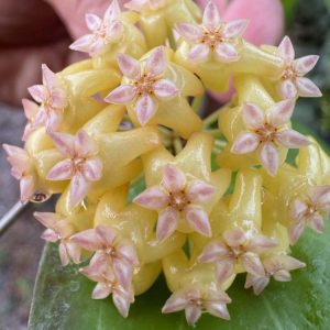 Hoya 'Swiffer's Dream' (3" pot)