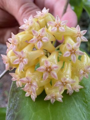 Hoya 'Swiffer's Dream' (3" pot)