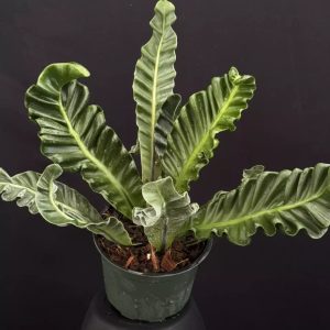 Asplenium nidus 'Cobra' - Bird's Nest Fern (6" pot)