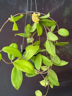 Hoya 'Swiffer's Dream' (3" pot) - Image 6