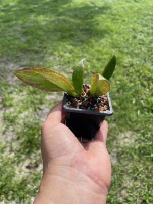 Hoya butleriana (2.5" pot) - Image 3