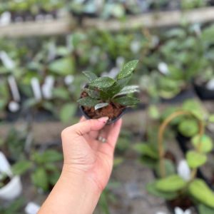 Hoya sp. Cianjur (3" pot)