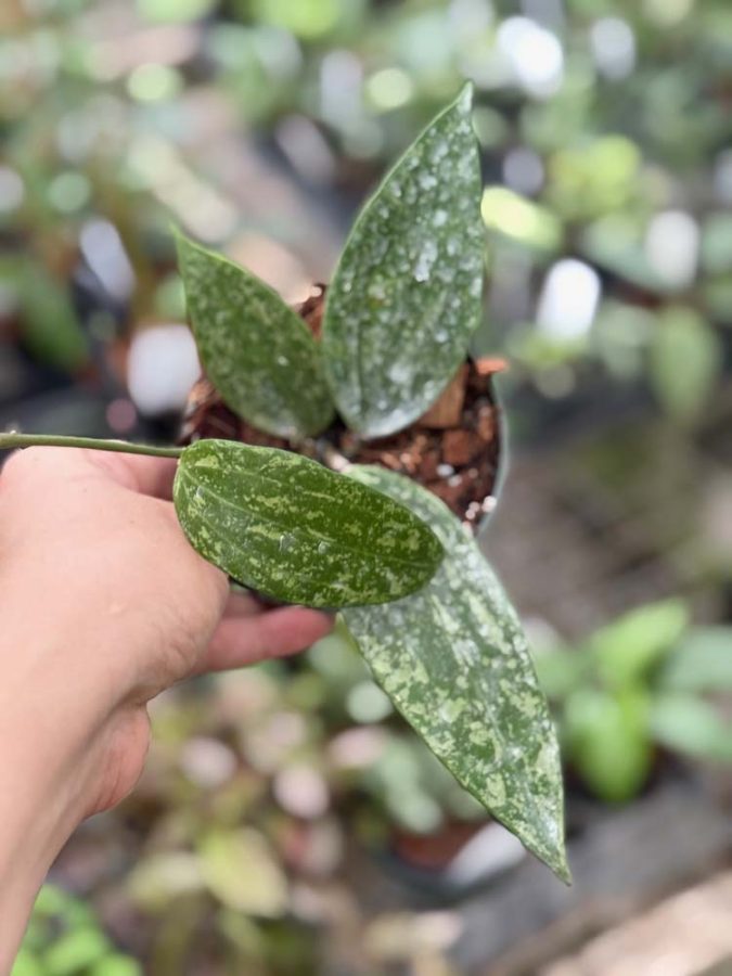 Hoya 'Rangsan' (4" pot) - Image 2