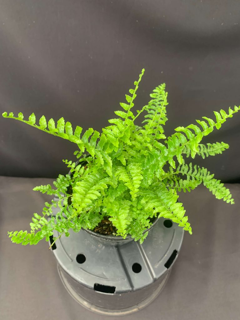 Nephrolepis exaltata ‘Fluffy Ruffles’ – Boston Fern (4″ pot) – Gardino ...