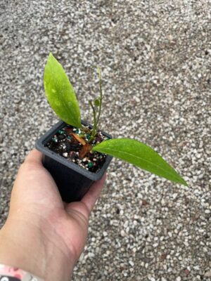 Hoya tomataensis (3" pot) - Image 2