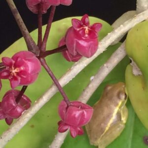 Hoya sp. Pahang (3" pot)