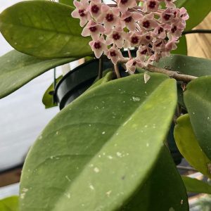 Hoya 'Owen' (SMS hybrid) (4" pot)
