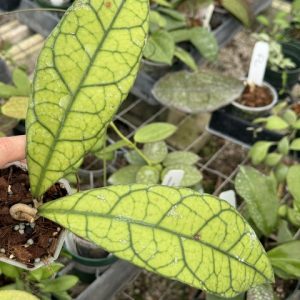 Hoya clemensiorum (from Borneo) (3″ pot)