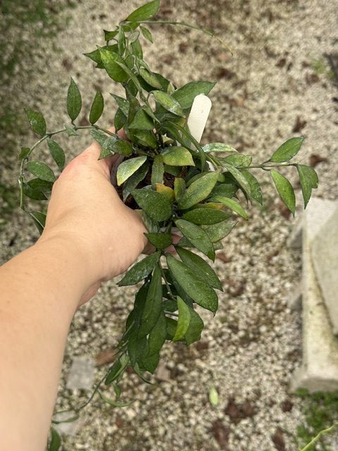 Hoya lacunosa (long leaves) (3" pot) - Image 2