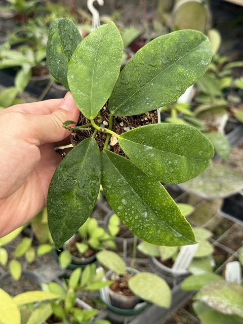 Hoya coriacea (3" pot) - Image 2