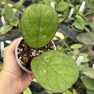 Hoya 'Elvis' (3.5" pot)