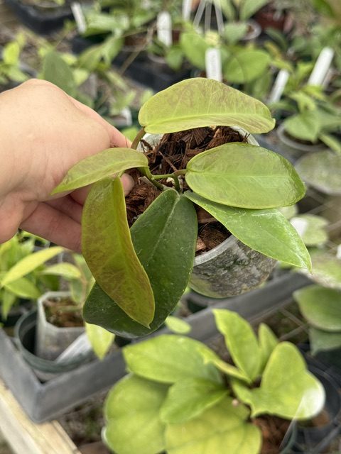 Hoya subcalva (darker flowers) (3.5" pot) - Image 2