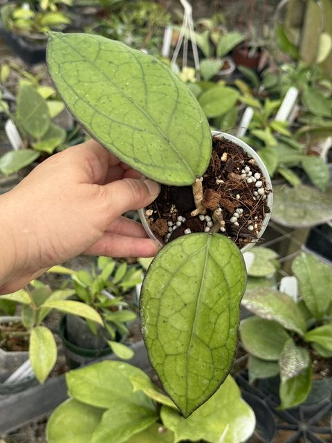 Hoya 'Puom Siam Ruby' (3.5" pot) - Image 2
