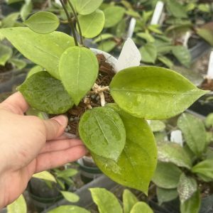 Hoya sp. Lombok (4" pot)