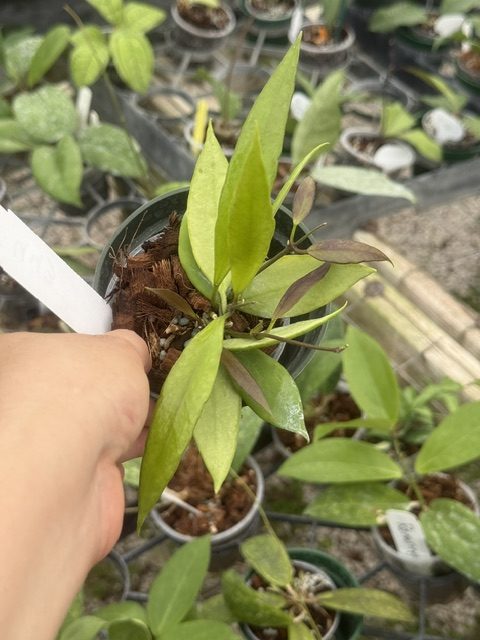 Hoya sp. PNG SV-443 EPC-719 (3" pot) - Image 2