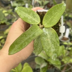 Hoya 'Rime' (splash) (2.5" pot)