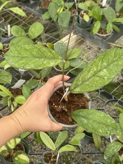 Hoya sp. Bahoi (splash) (4" pot) - Image 2