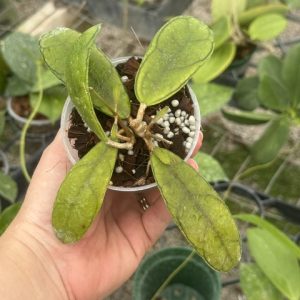 Hoya sp. Aceh 'Mutia' (3" pot)