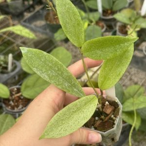 Hoya jita silver (2" pot)