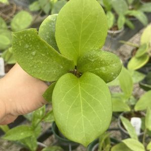Hoya 'Rhiannon' (3" pot)