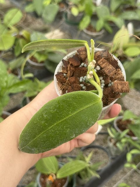 Hoya noid (Eriostemma with yellow flowers from PNG) (3" pot) - Image 2