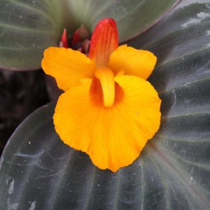 Cornukaempferia 'Jungle Gold' - Peacock Ginger (4" pot) waking up