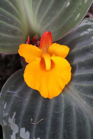 Cornukaempferia 'Jungle Gold' - Peacock Ginger (4" pot) waking up