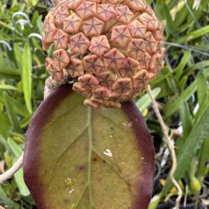 Hoya noid (peachy flowers/dark leaf margin) (4" pot)