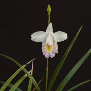 Arundina graminifolia 'Dwarf'