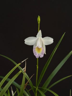 Arundina graminifolia 'Dwarf'