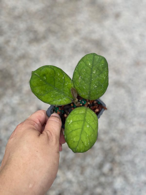 Hoya 'Irina' EPC-964 (3" pot) - Image 3
