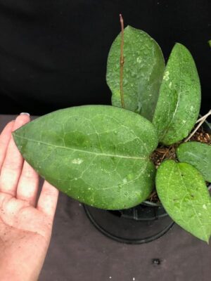 Hoya vitellina IML 0452 (4" pot) - Image 15