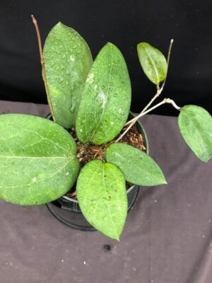 Hoya vitellina IML 0452 (4" pot) - Image 13