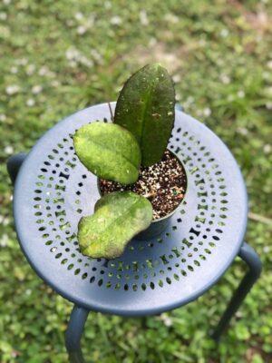 Hoya hybrid EPC-1017 (4" pot) - Image 5