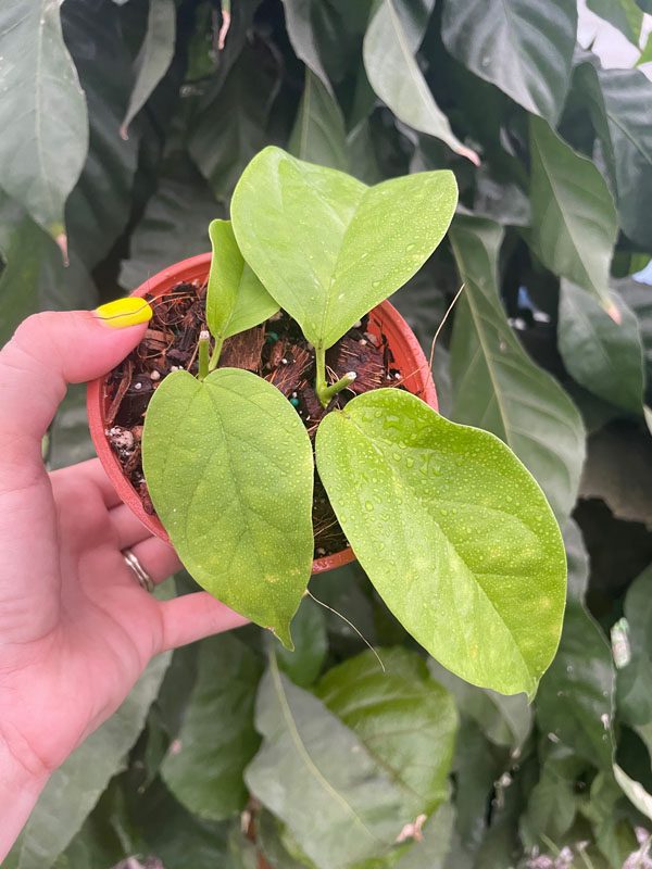 Hoya phyllura EPC-899 (4" pot) - Image 3