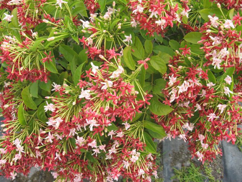 Rangoon Creeper Plant (quisqualis indica)