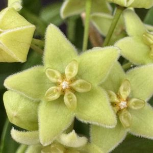 Hoya chlorantha (green flowers) (3" pot)