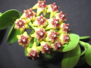 Hoya cumingiana (2.5" pot) (dollar add-on) (ONE add-on PER PERSON, extras WILL be removed from order) - Image 5