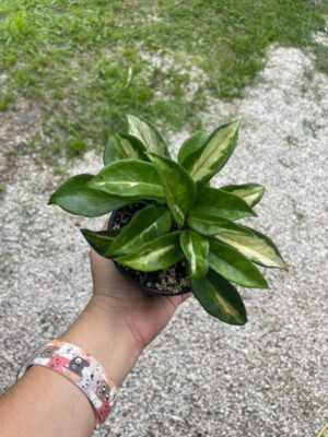 Hoya carnosa ‘Krimson Princess’ (4" pot) - Image 8