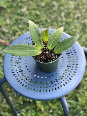 Hoya soligamiana (4" pot) - Image 4