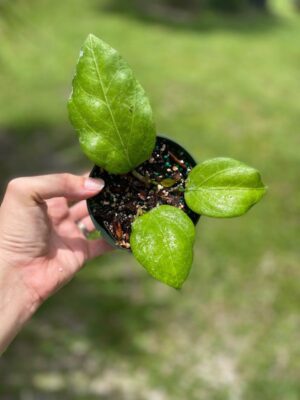 Hoya pachyphylla (FKA H. chuniana) (5" pot) - Image 3