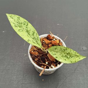 Hoya crassipetiolata (splash) x 'Michele' (clone 2) (3" pot)