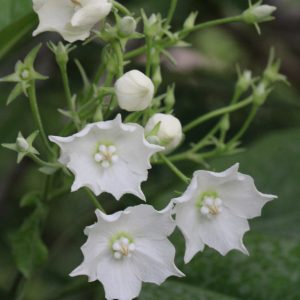 Vallaris glabra - Bread Flower (6" pot)