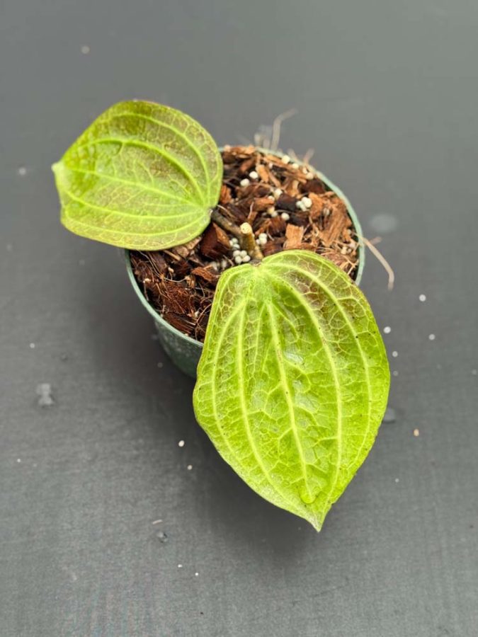 Hoya latifolia IML 1410 (former polystachya) (5″ pot) – Gardino