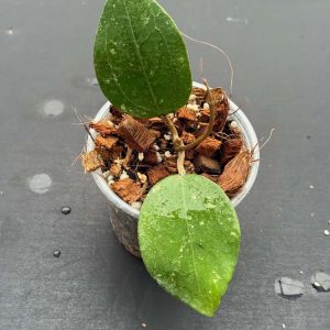 Hoya AH 'Bird of Paradise' (smaller leaf clone) (3.5" pot)